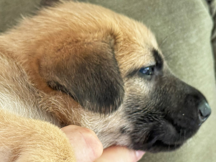 chinook puppy